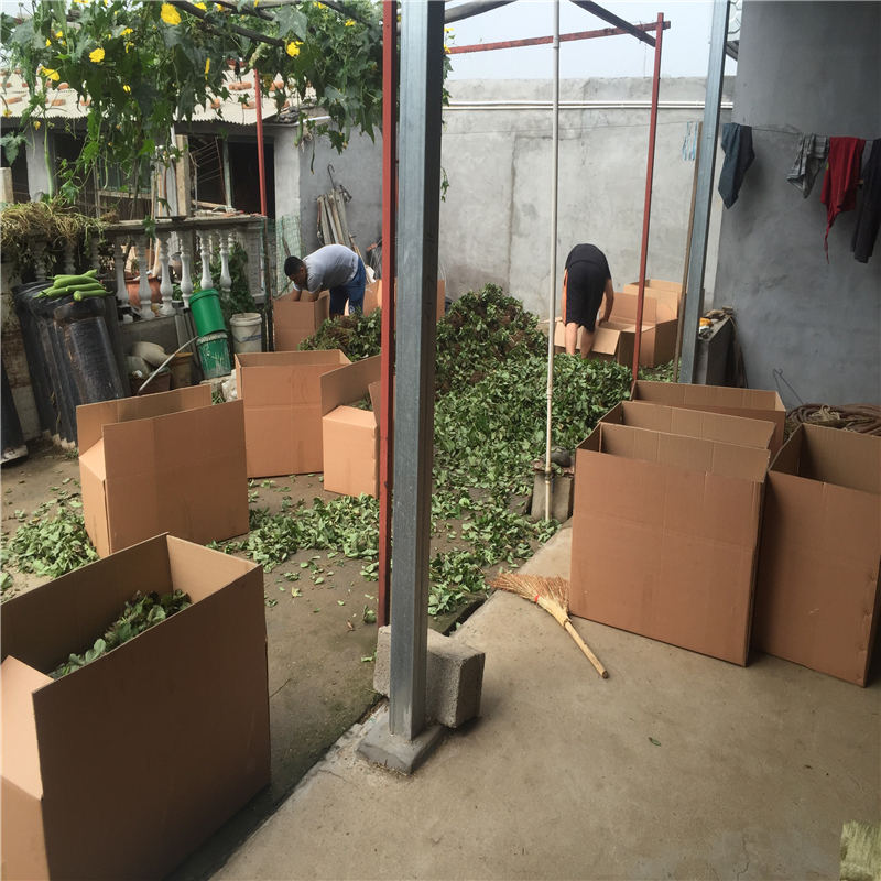 求購(gòu)甜查理草莓苗 甜查理草莓苗成品園