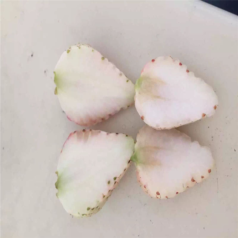 求購甜查理草莓苗 每年大量繁育培育甜查理草莓苗