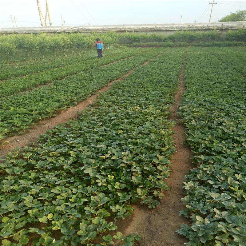 供应商推出新法兰地草莓苗种植管理技术 白雪公主草莓苗报价，妙香草莓苗生产厂家