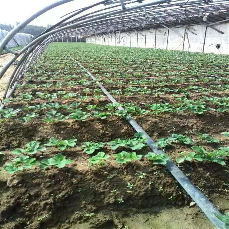 新品種法蘭地草莓苗有哪些 每年大量繁育培育白雪公主草莓苗