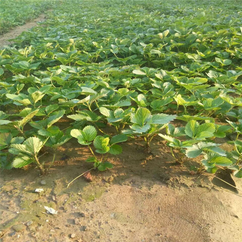 法蘭地草莓苗怎樣提高移栽成活率 農(nóng)戶自營種植白雪公主草莓苗