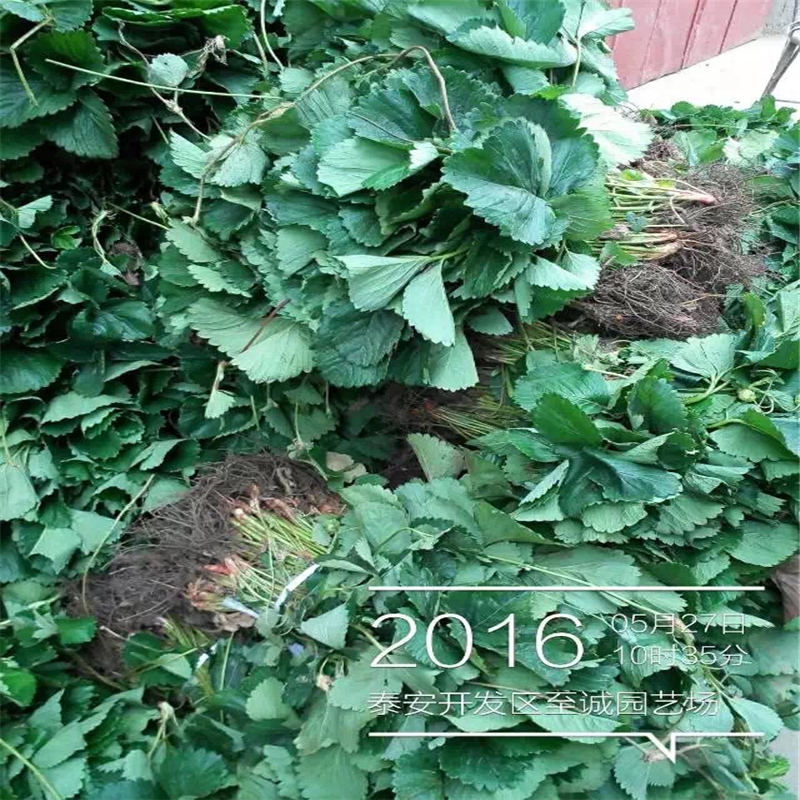 法蘭地草莓苗供應(yīng)商郵寄方式 新品種白雪公主草莓苗上市