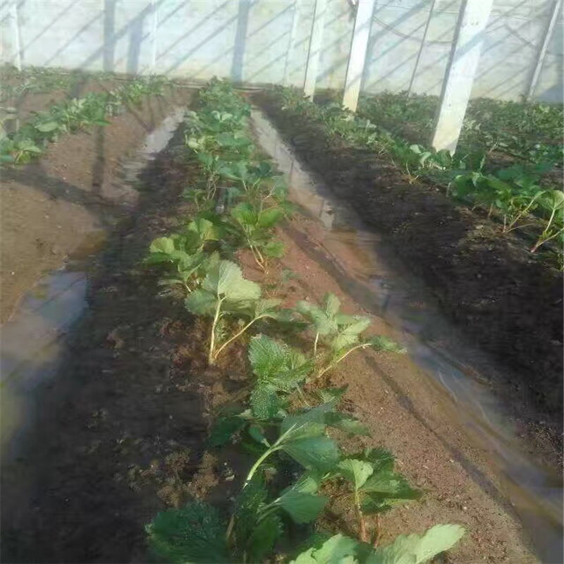 法蘭地草莓苗怎樣提高移栽成活率 農(nóng)戶自營種植白雪公主草莓苗