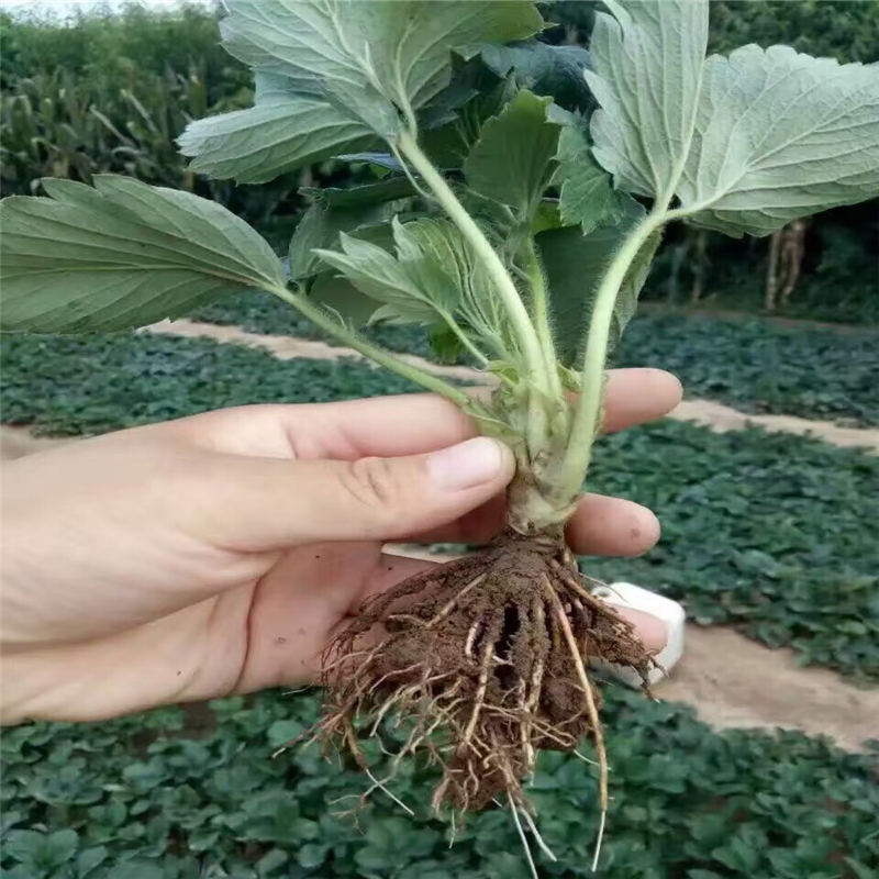 2019年小白草莓苗价格 保质量出售红袖添香草莓苗