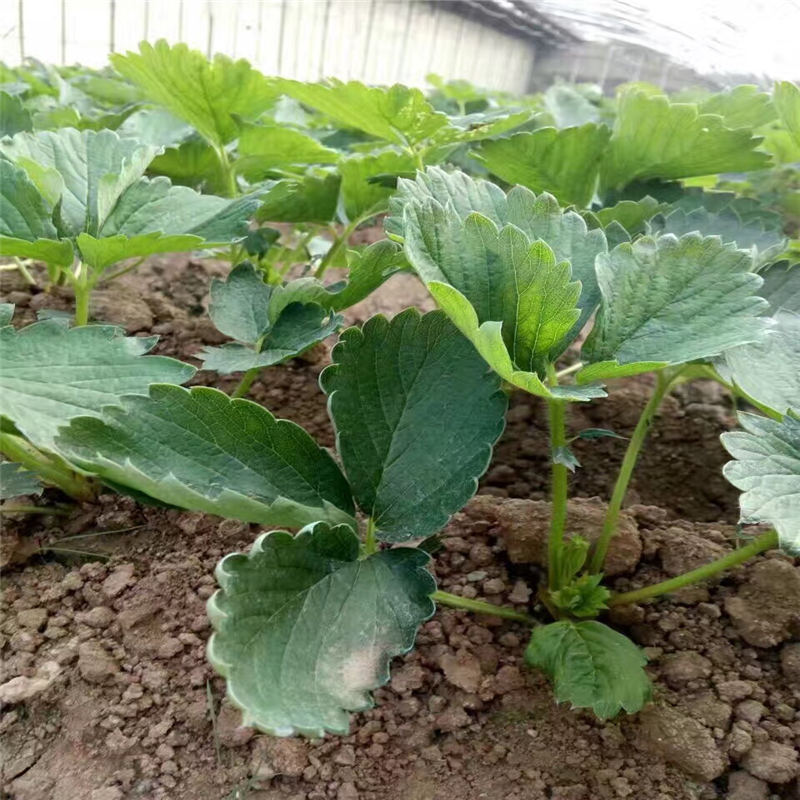 小白草莓苗怎樣提高移栽成活率 紅袖添香草莓苗圖片和價(jià)格