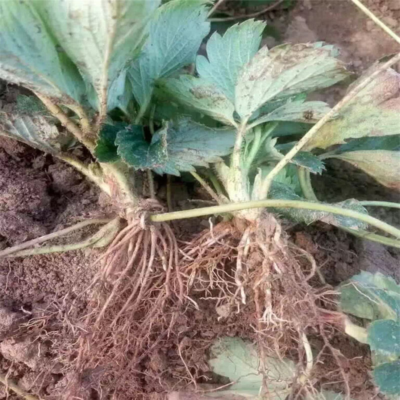 推薦小白草莓苗 新貨紅袖添香草莓苗上市