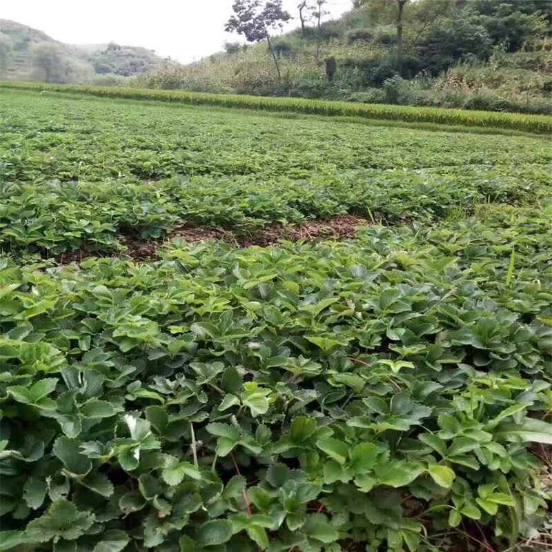 能簽訂苗木購(gòu)銷合同的白草莓 紅袖添香草莓苗成品園