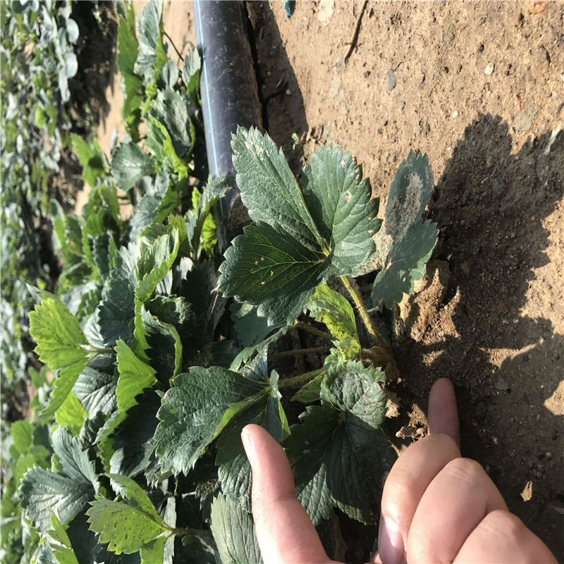 推薦小白草莓苗 新貨紅袖添香草莓苗上市