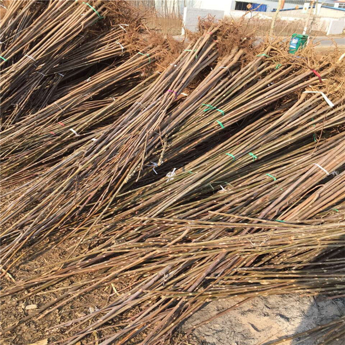 能品種的紅油香椿苗繁育基地 早熟的香椿苗有哪些