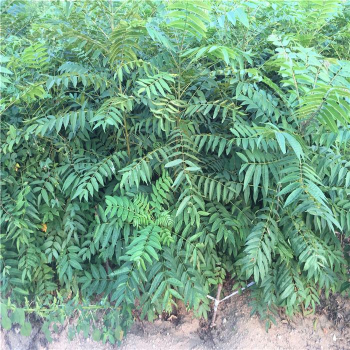 新貨紅油香椿苗批發(fā) 怎樣選購香椿苗