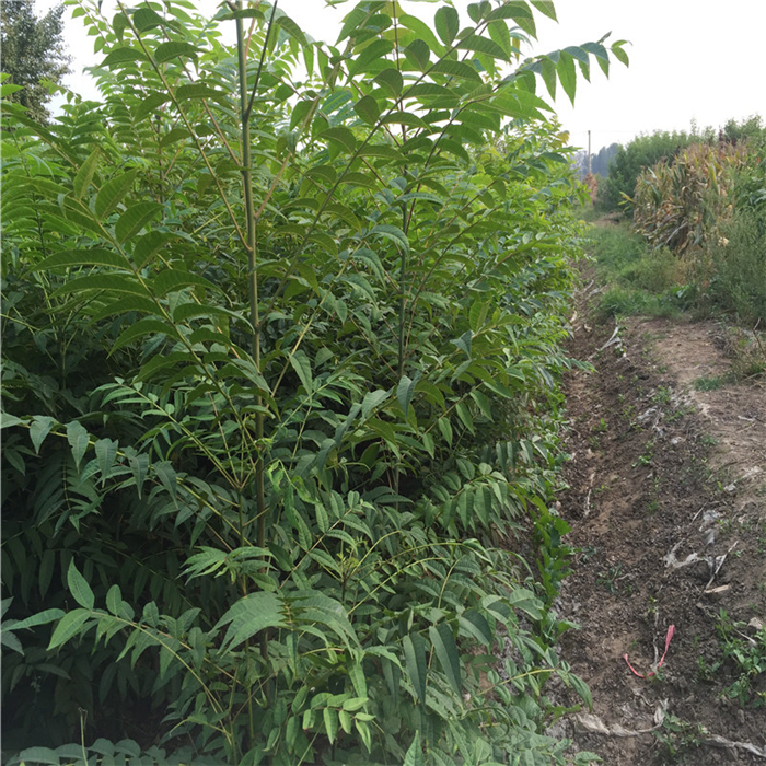 種植紅油香椿苗前景怎么樣 怎樣培育黑油香椿苗