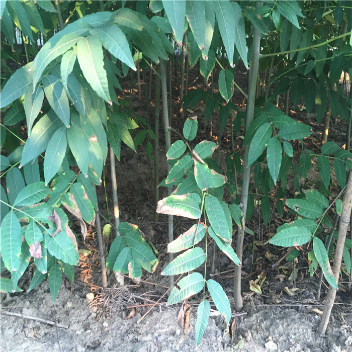 種植紅油香椿苗前景怎么樣 黑油香椿苗培育方法技巧