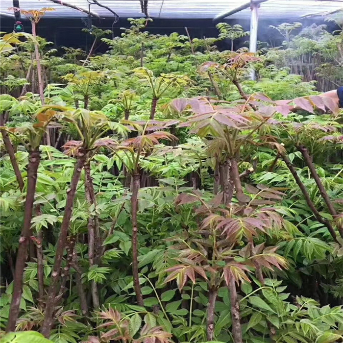 新貨紅油香椿苗批發(fā) 怎樣選購香椿苗