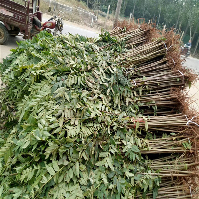 種植紅油香椿苗前景怎么樣 黑油香椿苗培育方法技巧