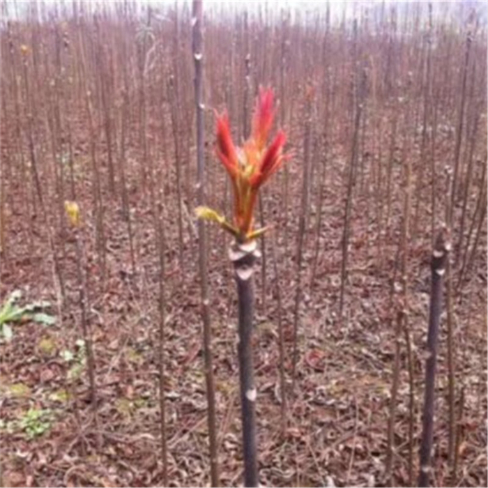 農(nóng)戶自營(yíng)種植紅油香椿苗 早熟的香椿苗有哪些