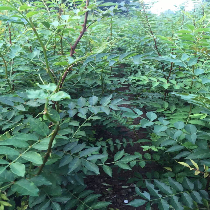 云南了解花椒苗 大红袍花椒苗，大红袍花椒苗上市