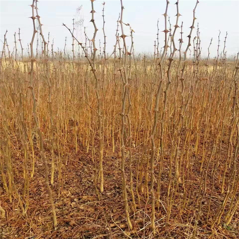 内蒙古了解花椒苗 种植大红袍花椒苗土壤怎么选择