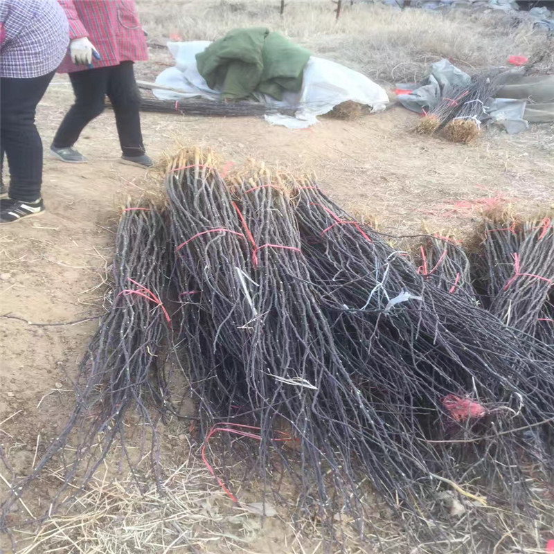 云南了解花椒苗 大红袍花椒苗图片和价格