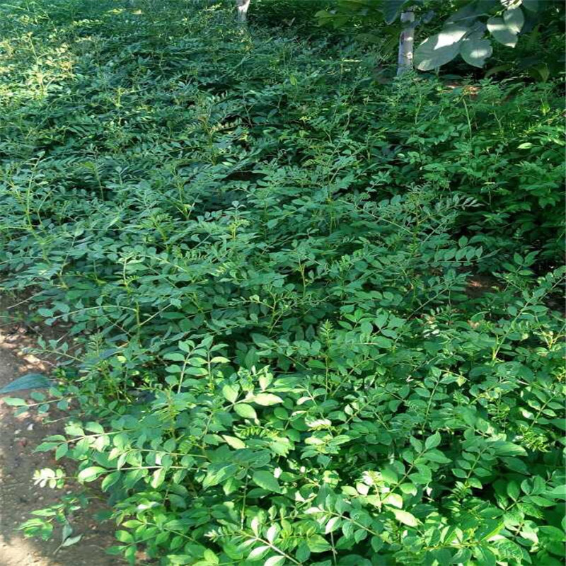 云南了解花椒苗 农户自营种植大红袍花椒苗