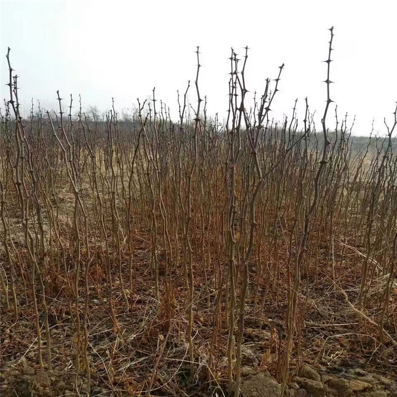 四川了解花椒苗 种植大红袍花椒苗土壤怎么选择