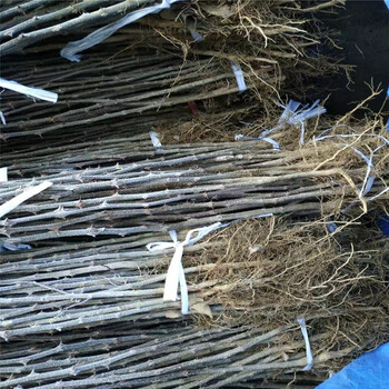 陜西了解花椒苗農(nóng)戶自營(yíng)種植大紅袍花椒苗