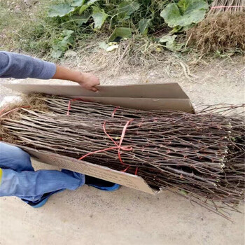 四川了解花椒苗种植大红袍花椒苗土壤怎么选择