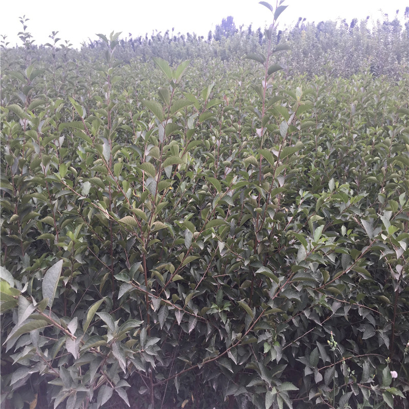 陜西了解花椒苗 農(nóng)戶自營(yíng)種植大紅袍花椒苗