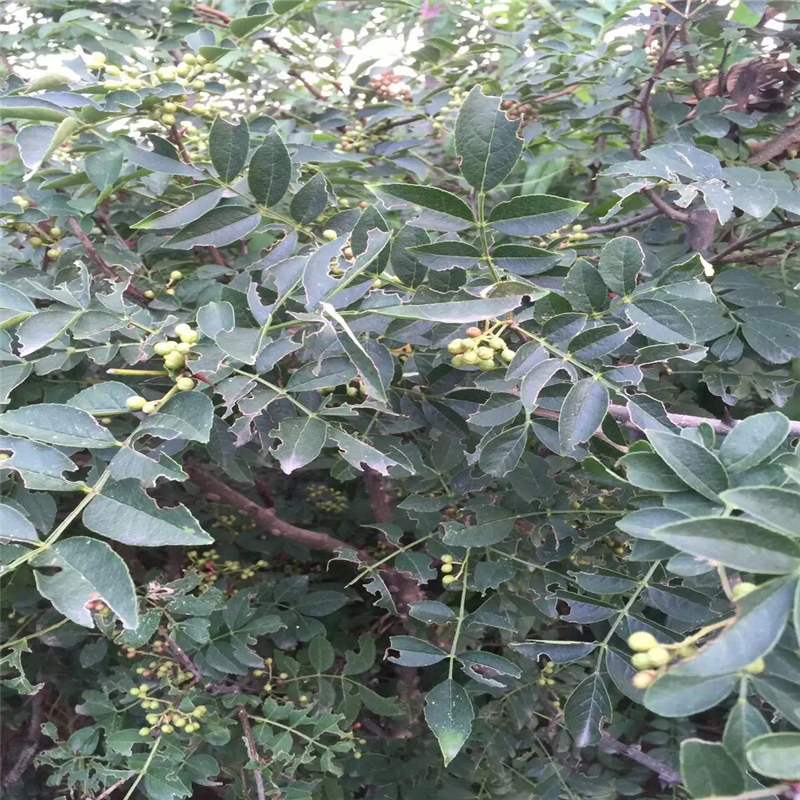 江蘇了解花椒苗 新貨大紅袍花椒苗批發(fā)