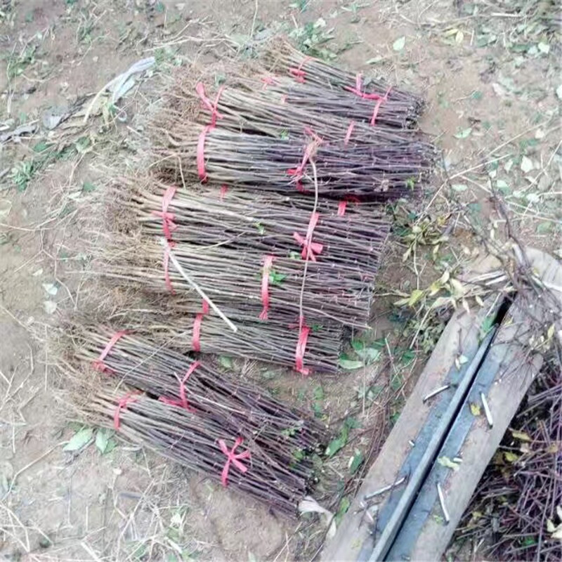 江苏了解花椒苗 大红袍花椒苗，大红袍花椒苗上市