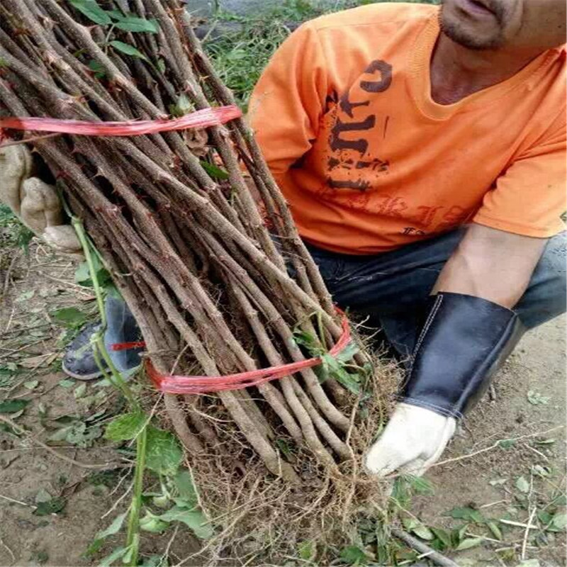 青海了解花椒苗 農(nóng)戶自營種植大紅袍花椒苗