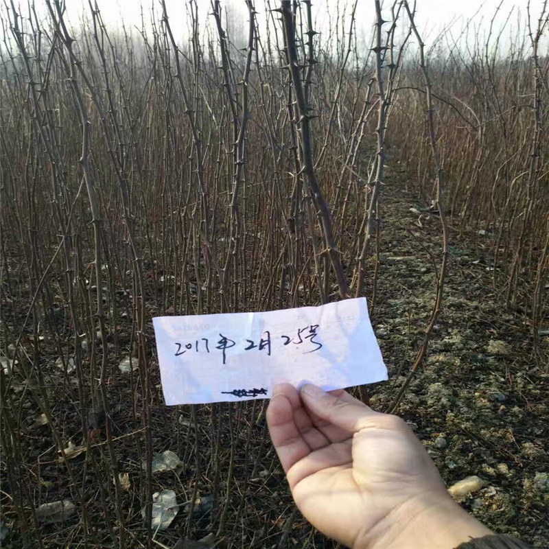 青海了解花椒苗 農(nóng)戶自營種植大紅袍花椒苗
