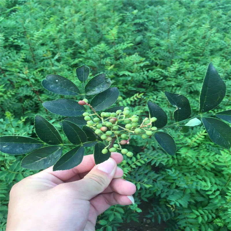 四川了解花椒苗 种植大红袍花椒苗土壤怎么选择