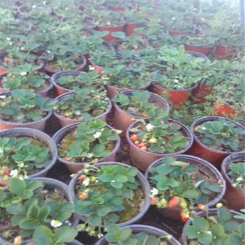 上海 安娜草莓苗產(chǎn)量是多少 華香1號草莓苗上市