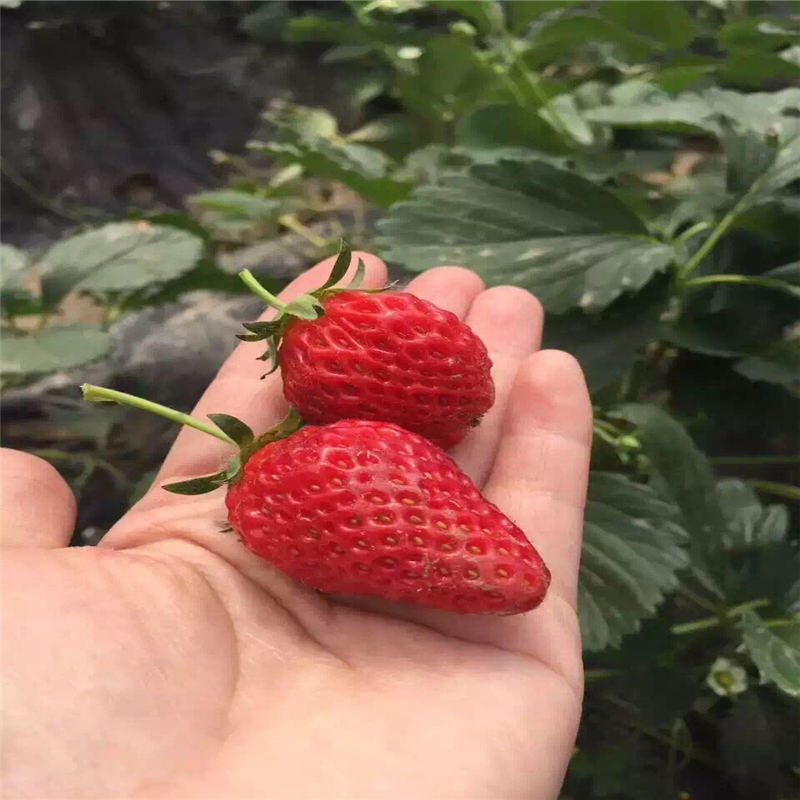 江西 丰香草莓苗花色什么颜色 每年大量繁育培育早光草莓苗