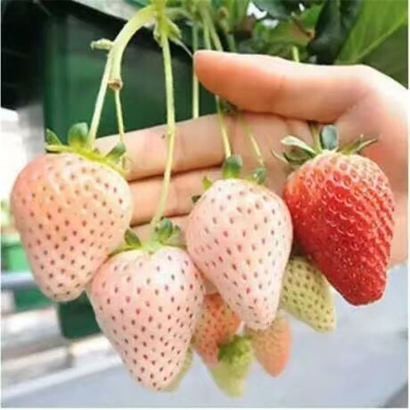 重庆 什么时间种植宁玉草莓苗为合适 甜宝草莓苗成品园