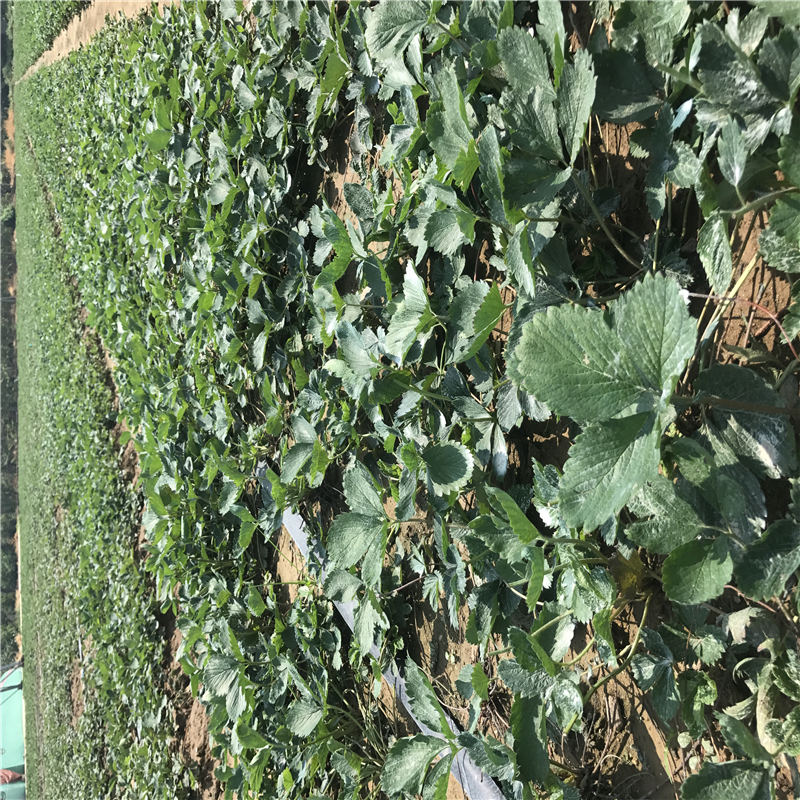 廣西 南北方適不適合種植甜寶草莓苗 大棚如何種植安娜草莓苗