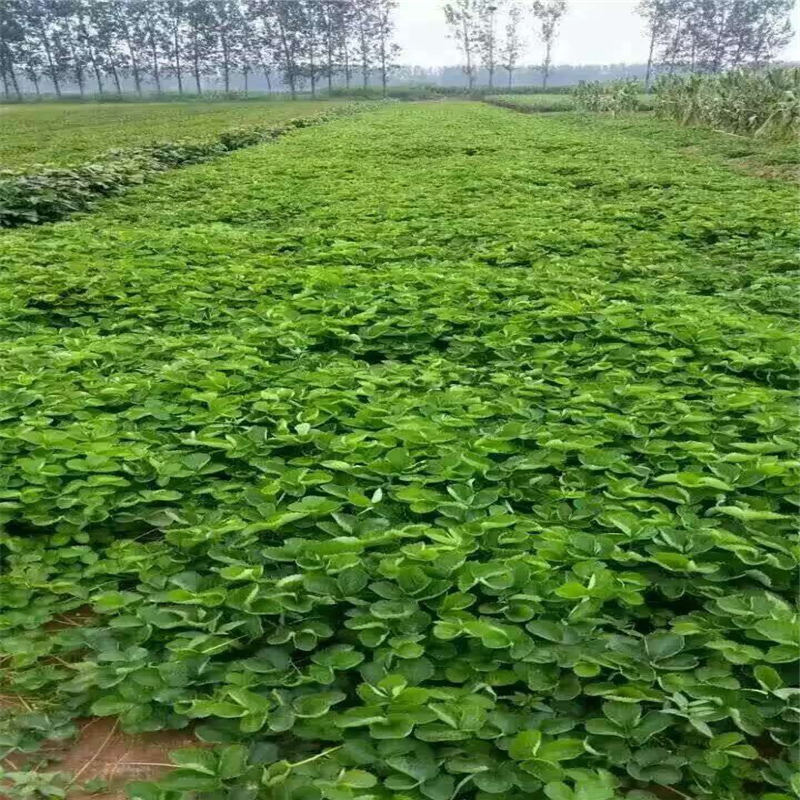 山西 豐香草莓苗花色什么顏色 紫金久紅草莓苗價格