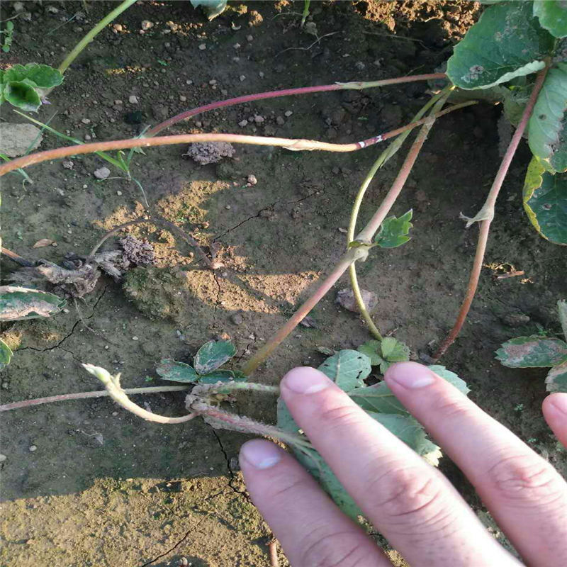 內(nèi)蒙古 效益好的美香莎草莓苗品種 新貨明磊草莓苗批發(fā)