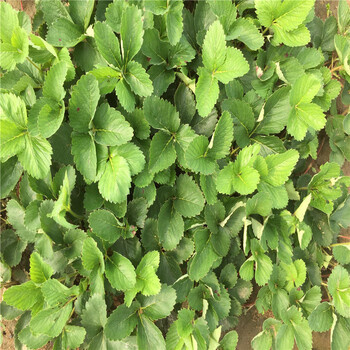 江西如何甄別豐香草莓苗發(fā)展種植寧玉草莓苗
