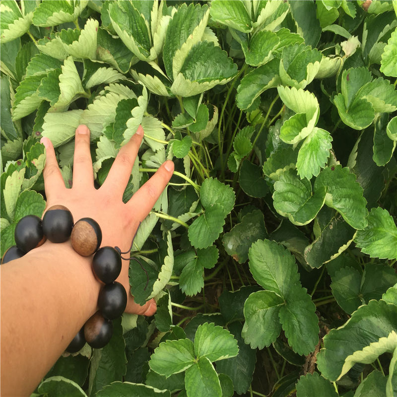 浙江 帶土出售雪蜜草莓苗 新貨明磊草莓苗批發(fā)