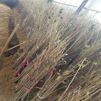 甜查理草莓苗多少錢一株、法蘭地草莓苗銷售廠家