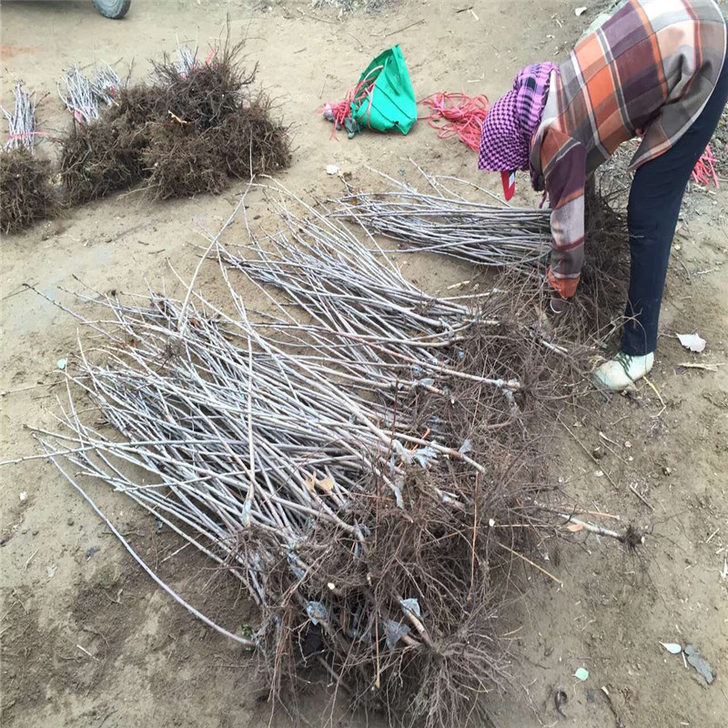 供應(yīng)商推出新甜查理草莓苗種植管理技術(shù)、法蘭地草莓苗種植基地