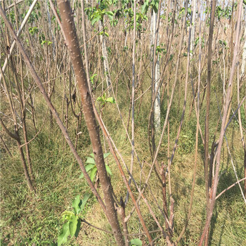 法兰地草莓苗种植管理技术、发展种植红颜草莓苗