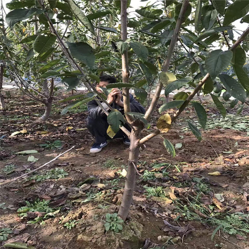 甜查理草莓苗多少錢一株、法蘭地草莓苗銷售廠家