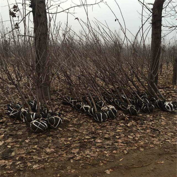 法兰地草莓苗的种植条件、法兰地草莓苗厂家