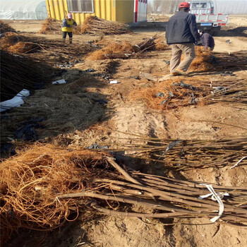 甜查理草莓苗培育方法技巧、甜查理草莓苗基地