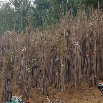 法蘭地草莓苗產(chǎn)量多少、法蘭地草莓苗種植基地