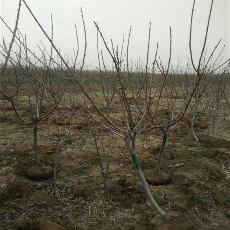 我想購買甜查理草莓苗、法蘭地草莓苗種植基地