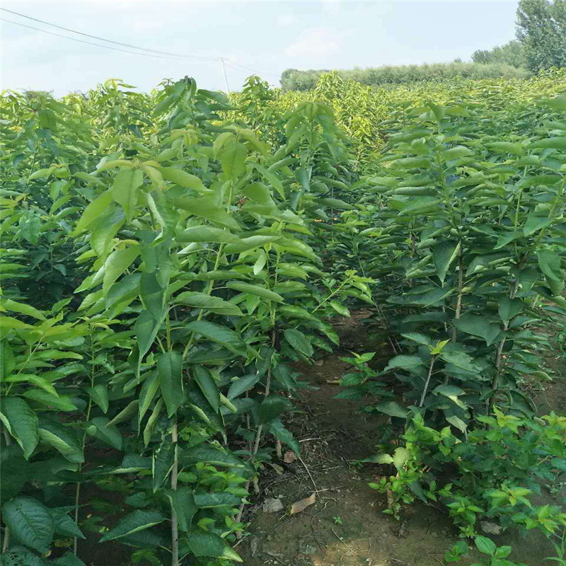 法蘭地草莓苗花色什么顏色、法蘭地草莓苗種植基地