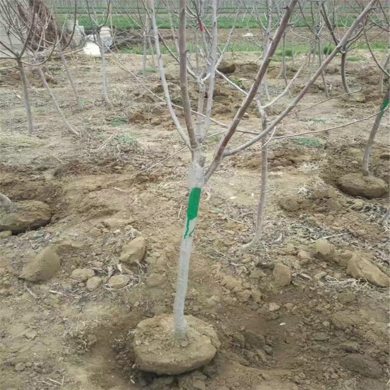 種植法蘭地草莓苗前準備什么、法蘭地草莓苗價格